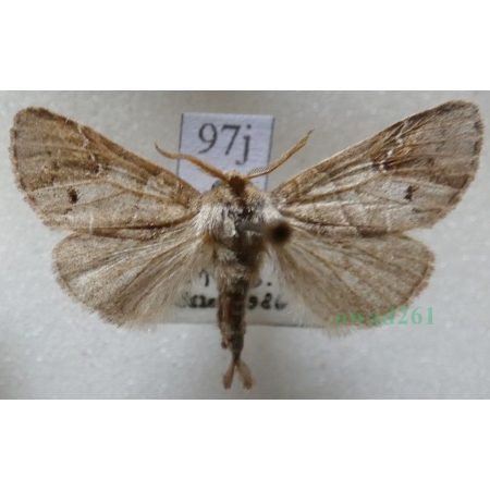 Clostera anachoreta (Denis & Schiffermüller, 1775) male Wzjeżdżka rokitnica Czech97j